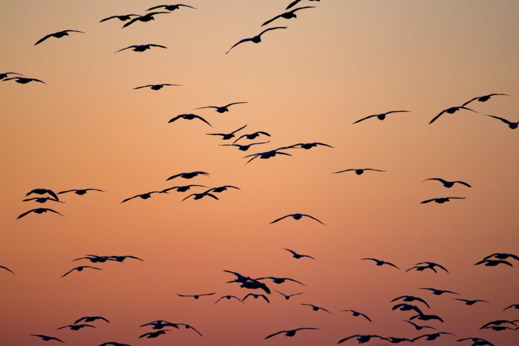 Birds navigating through sky
