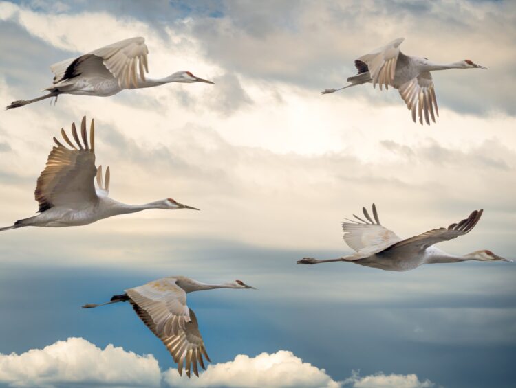 the-great-journey-bird-migration-featured-image-1